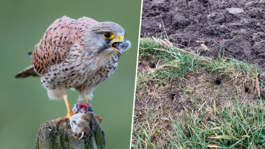 Koje su mere kontrole protiv glodara?