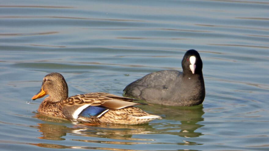 DZPPS: Godišnje više od 20 miliona kuglica olova dospeva u životnu sredinu