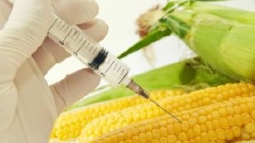 Italija zatražila zabranu uzgoja GM kukuruza MON810