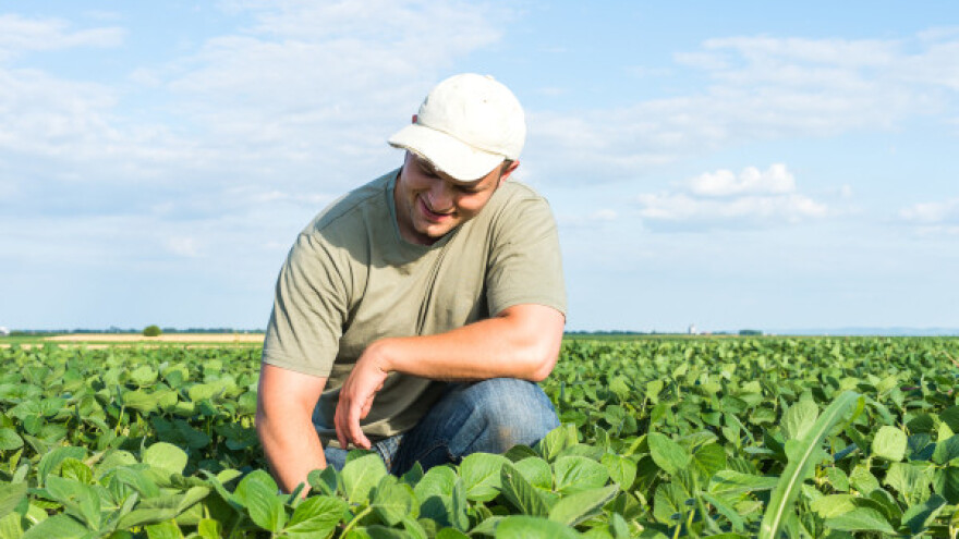 Donesena rješenja za uništavanje GMO usjeva!