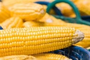 Konačno dogovor oko GMO kultura