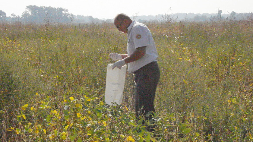 Inspektori pregledali soju - je li genetski modifikovana?