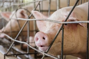 Odobrili GMO svinjetinu za prehranu - koristit će se i u farmaciji?