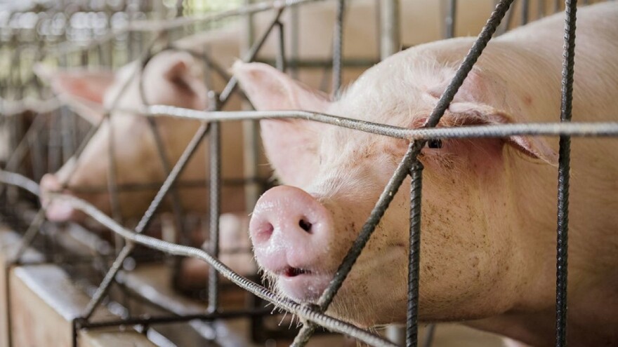 Odobrili GMO svinjetinu za prehranu - koristit će se i u farmaciji?