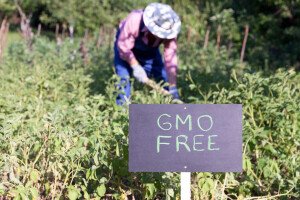 Bioetika i okoliš - otvara li CETA vrata za GMO?