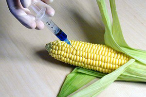 Rast tolerancije preme GMO-u