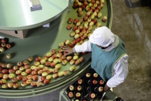 Što EU kaže o hrani sa nano-česticama i GMO-u?