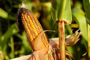 Pronašli GMO kukuruz na BiH tržištu
