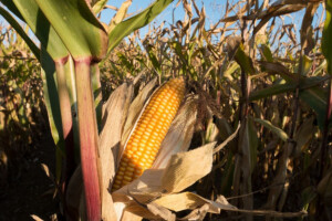 U Brazilu odobren uvoz GMO kukuruza