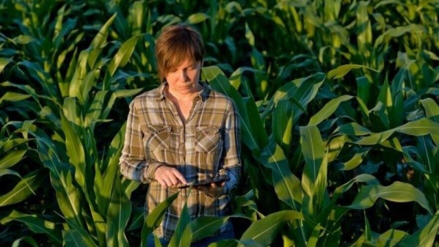 Nakon 15 godina  odobrena nova sorta GMO kukuruza!