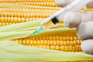 Cijene divljaju, ali to za sada neće povećati količinu GMO-a u našoj hrani