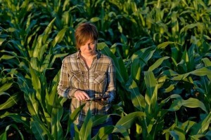 Nakon 15 godina  odobrena nova sorta GMO kukuruza!