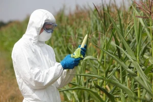 Zastupnici protiv GMO kukuruza i karanfila!