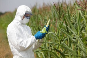 Zastupnici protiv GMO kukuruza i karanfila!