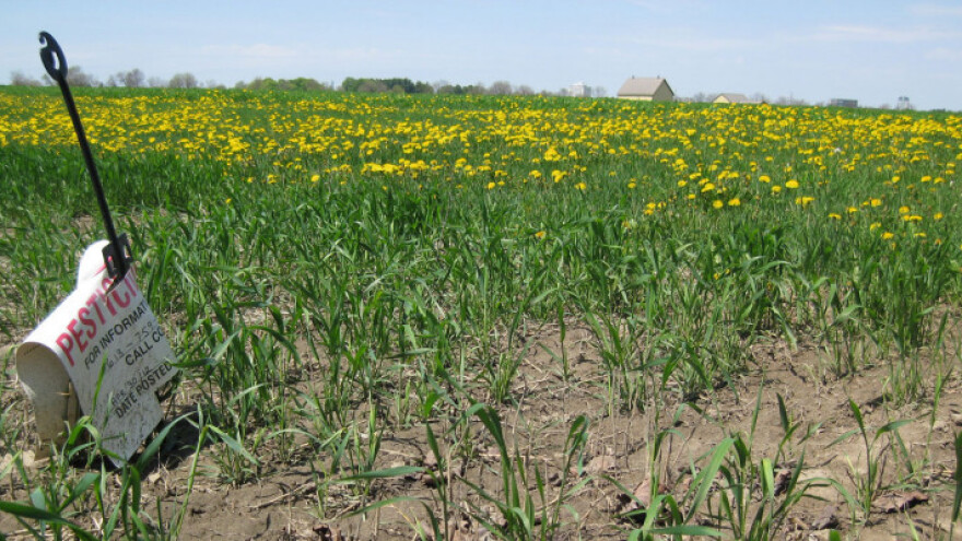 Hrvatska suzdržana po pitanju uzgoja GM kukuruza