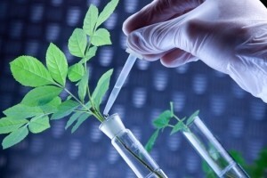 Za ili protiv GMO sjemena?