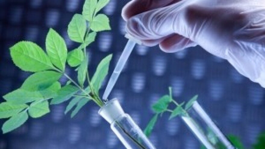 Za ili protiv GMO sjemena?