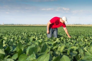Srbija nikad neće dozvoliti gajenje GMO!