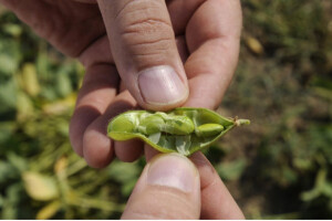 Analizirana polja, 15 parcela pod GMO sojom