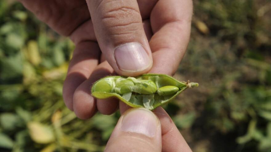 Analizirana polja, 15 parcela pod GMO sojom