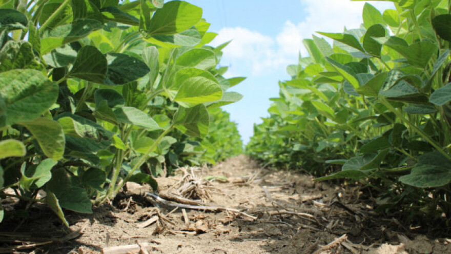GMO soju smijemo jesti, ali ne i proizvoditi?!