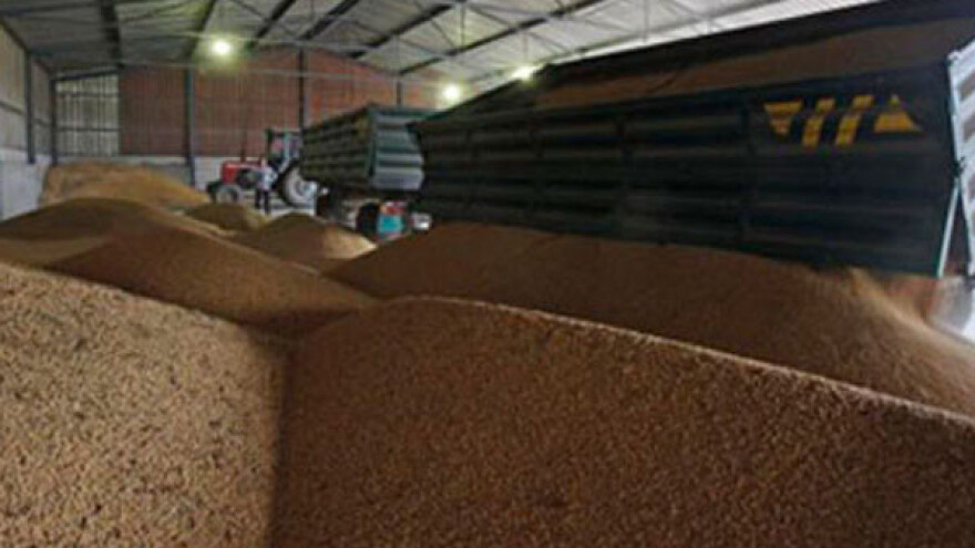 U Srbiji se ne koristi genetski modifikovana soja