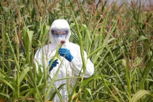 Prvi put manje površina pod GMO usjevima