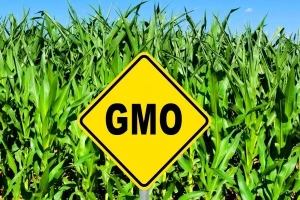 Prijavite svaku sumnju na GMO sjeme!