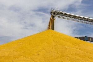 16 EU država protiv GMO-a, RH opet suzdržana
