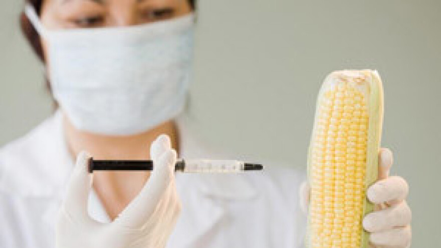 Američke prijetnje EU zbog odbijanja GMO sjemena