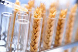 Hrvatska će, unatoč protivljenja građana, morati sijati GMO