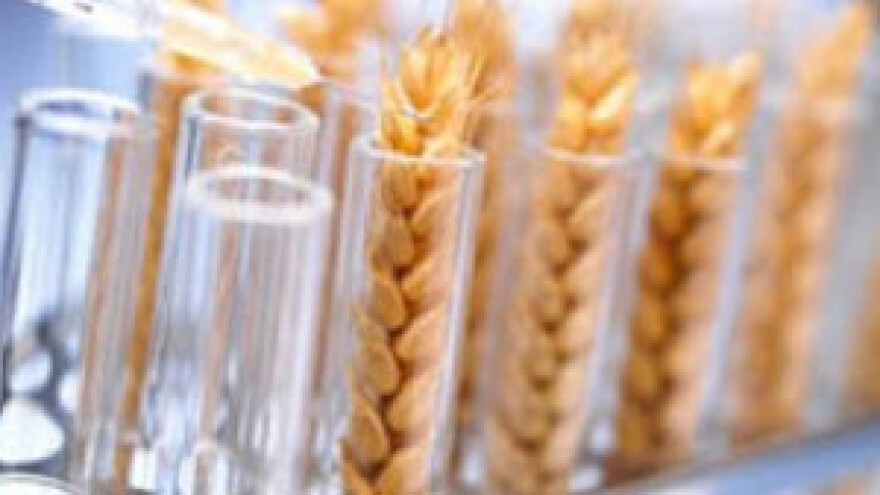 Hrvatska će, unatoč protivljenja građana, morati sijati GMO