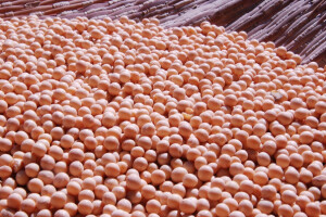 Označavanje i kontrola GMO-free prehrambenih proizvoda