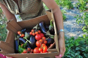 ORaH: Hrvatska mora postati GMO-free država!