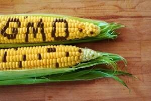 S Europom došli i problemi - a zovu se GMO