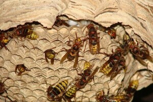 Stršljeni, problem za ljude i pčele - kako ih se riješiti