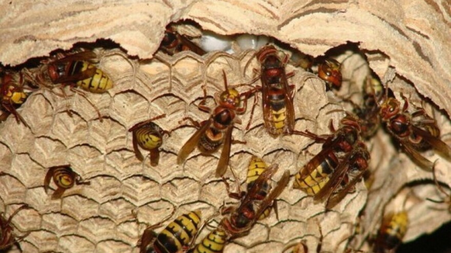 Stršljeni, problem za ljude i pčele - kako ih se riješiti