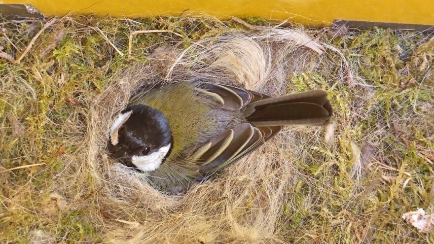 Velika senica idealna je za zaštitu organskih voćnjaka i vinograda