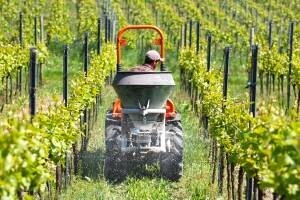 Proljetna prihrana vinove loze