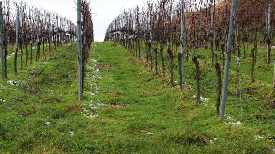 Važnost proljetne prihrane trajnih nasada