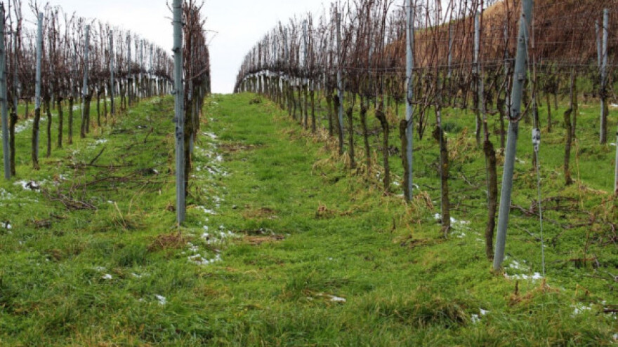 Važnost proljetne prihrane trajnih nasada