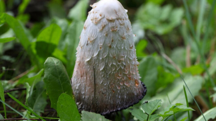 Velika gnojištarka programirana za samouništenje