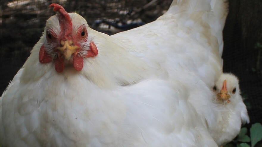 Proizvodnja Bio-E organskih gnojiva u Livnu?