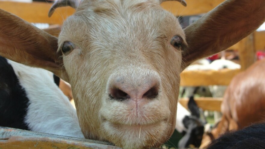 Prijavite se, otvoren je Javni poziv za potpore stočarima vrijedan 24 milijuna kuna