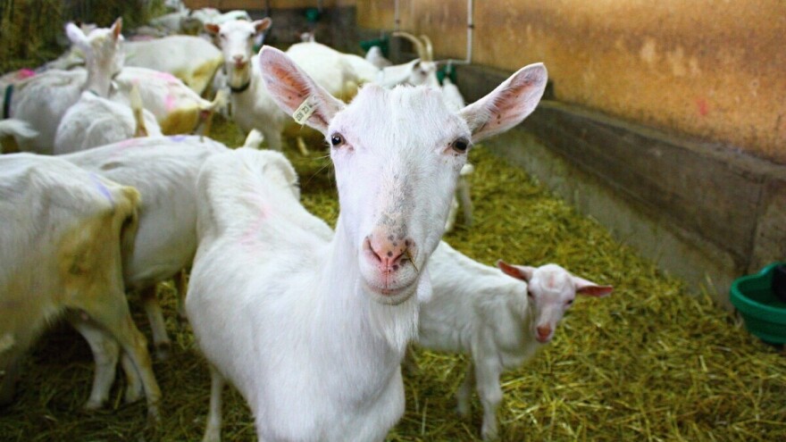 Šta je važno u stajskom uzgoju koza - saveti za početnike