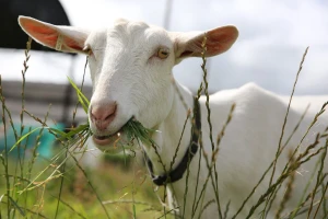 Kako da prilagodite obrok koza, s obzirom na godišnje doba, parenje i laktaciju