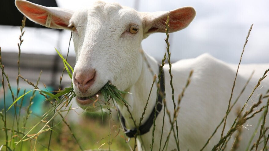 Kako prilagoditi obrok koza s obzirom na godišnje doba, parenje i laktaciju