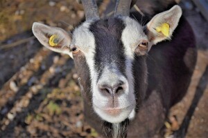 Žalbu protiv rješenja veterinarskog inspektora više ne ulažete federalnom ministru