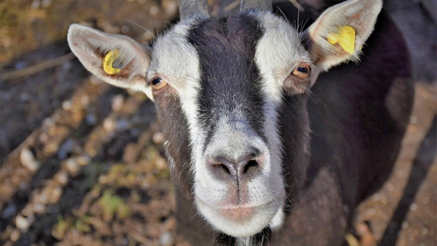 Žalbu protiv rješenja veterinarskog inspektora više ne ulažete federalnom ministru