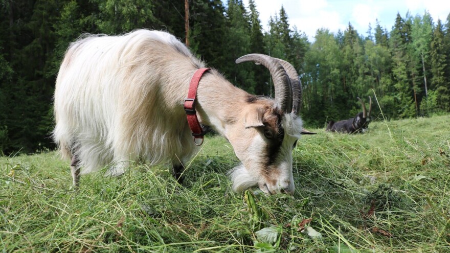 Na koji način razviti kozarstvo  - novim grlima, nabavkom izmuzišta, siranom?